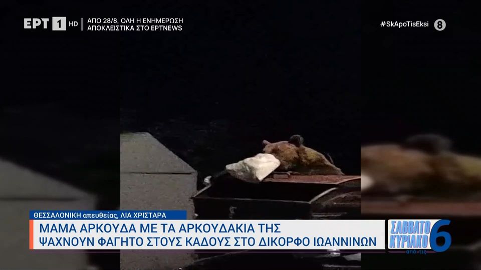 Δίκορφο Ιωαννίνων: Αρκούδα έψαχνε τροφή σε κάδους σκουπιδιών (VIDEO)