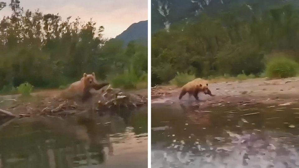 Έξαλλη αρκούδα επιτέθηκε σε τουρίστες (VIDEO)
