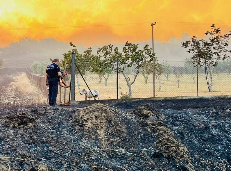 Φωτιά στην Αλεξανδρούπολη: Αστυνομικοί σώζουν σκύλο από οικόπεδο