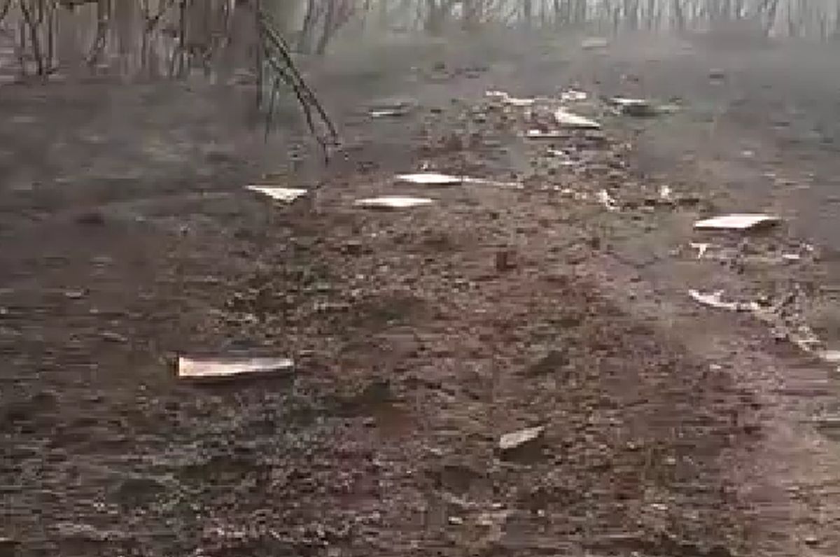 «Πουλάκια μου… τι τραβήξανε» – Η συγκινητική ανάρτηση μελισσοκόμου για τα καμένα μελίσσια του (VIDEO)