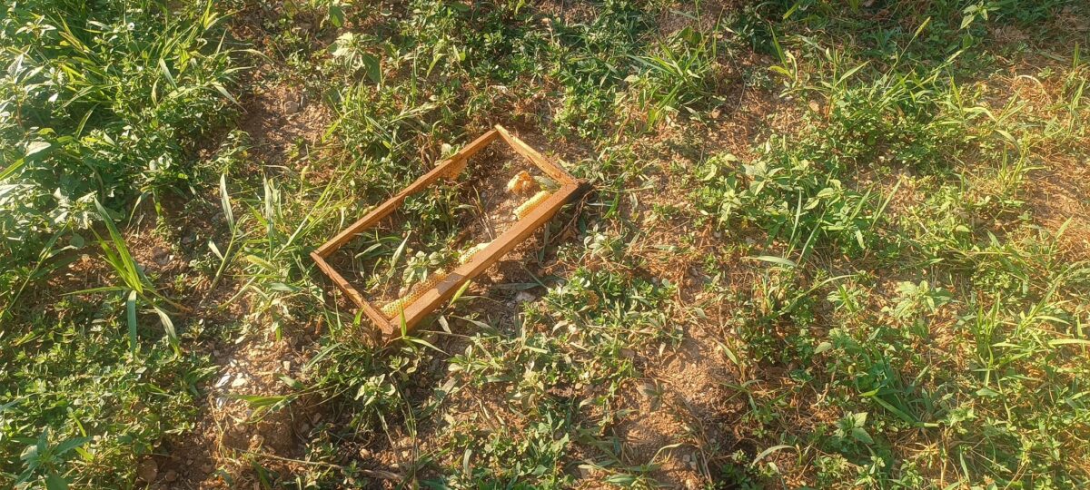 Χαλκιδική: Αρκούδα εμφανίστηκε στον Ταξιάρχη – Ζημιές σε μελίσσια (ΦΩΤΟ)
