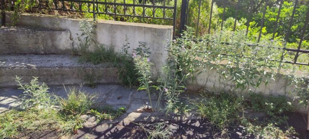 Κρυονέρι: Διάλειμμα μες στα χόρτα και τα κλαδιά για νήπια και προνήπια (ΦΩΤΟ)