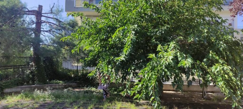 Κρυονέρι: Διάλειμμα μες στα χόρτα και τα κλαδιά για νήπια και προνήπια (ΦΩΤΟ)