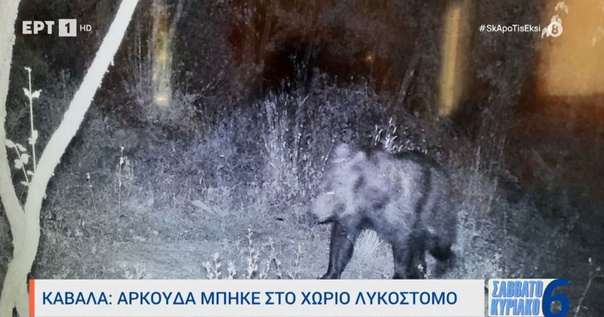 Καβάλα: Η… βραδινή επίσκεψη αρκούδας στο Λυκόστομο (VIDEO)