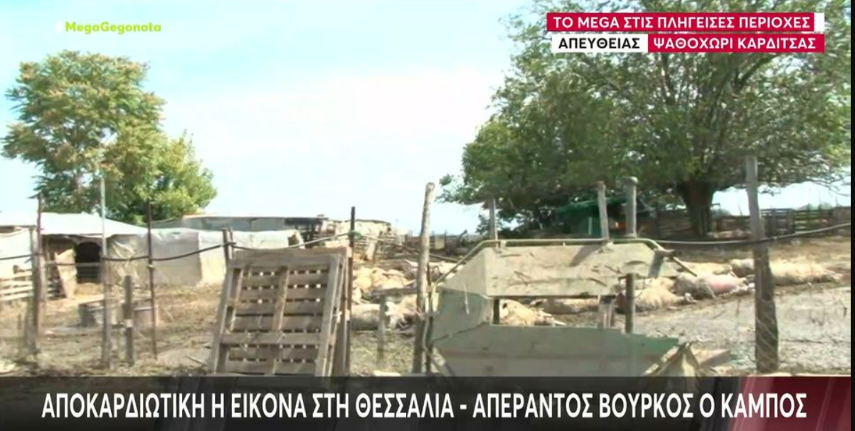 «Σταμάτη, ένα φίδι» – Η στιγμή που ρεπόρτερ  τρομάζει σε απευθείας σύνδεση (VIDEO)