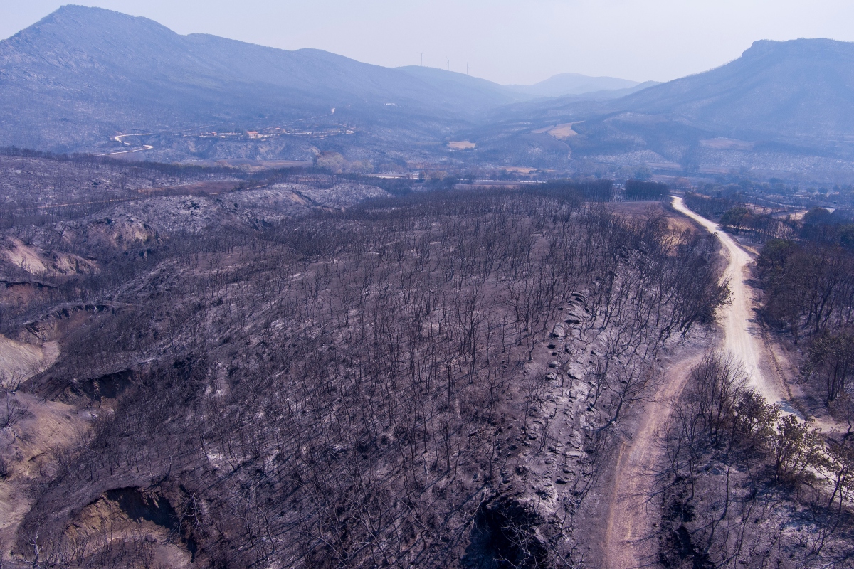 Φωτιά στον Έβρο: Απελπισία στην καμένη γη – Χιλιάδες στρέμματα έγιναν στάχτη (VIDEO)