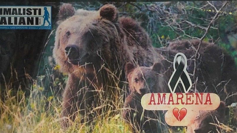 Ιταλία: Έντονες αντιδράσεις έπειτα από δολοφονία αρκούδας (VIDEO)