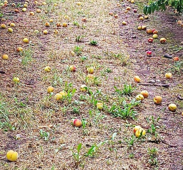 Κοζάνη: Μεγάλες καταστροφές στις καλλιέργειες από την κακοκαιρία (ΦΩΤΟ)