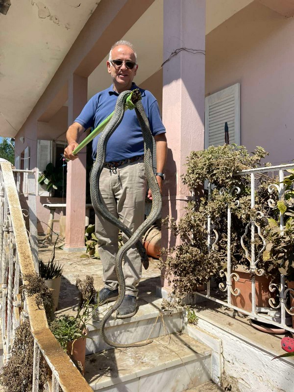 Κακοκαιρία «Daniel»: Φίδι 2,5 μέτρων βγήκε μέσα από τα νερά στον Παλαμά