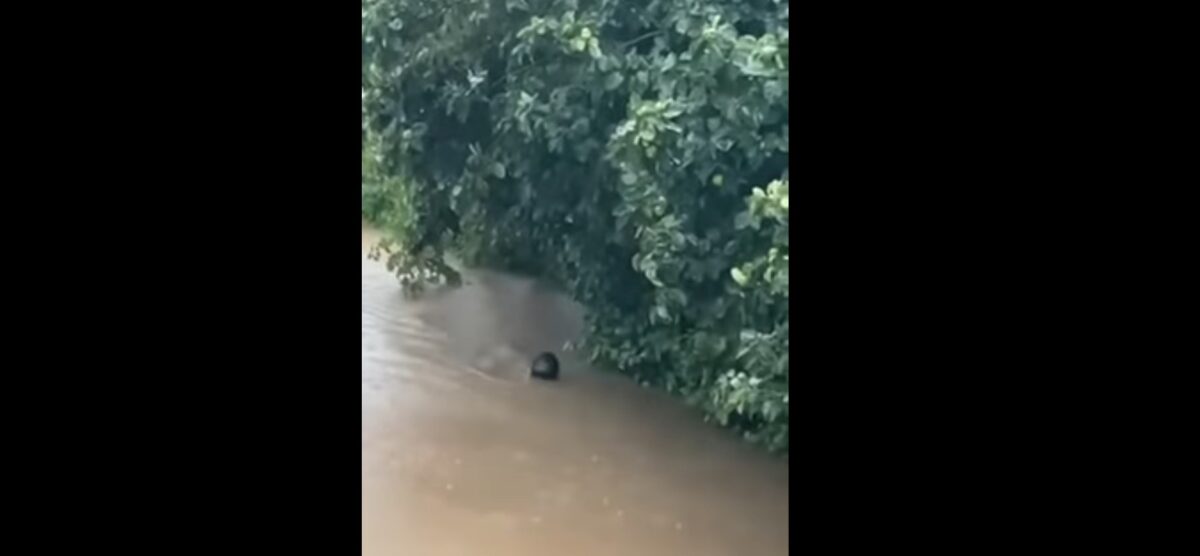 Κακοκαιρία στη Σκιάθο: Ο δήμαρχος του νησιού βουτάει μέσα σε χείμαρρο για να σώσει κόσμο (VIDEO)