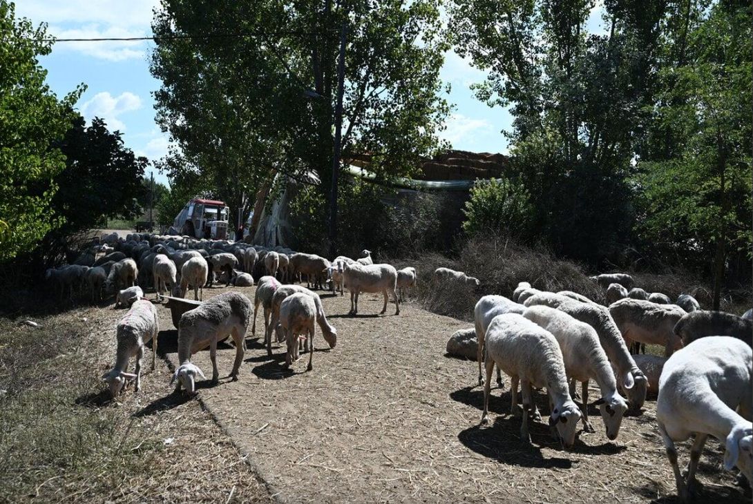 Αποκαρδιωτικές εικόνες από ζώα στην πλημμυρισμένη Θεσσαλία (ΦΩΤΟ+VIDEO)