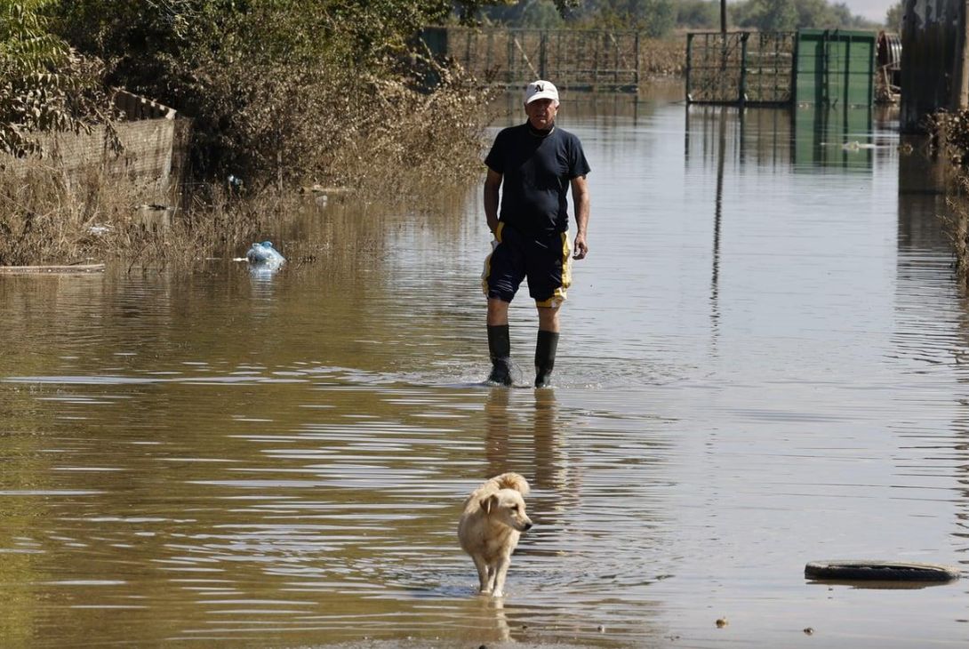 Πώς να υιοθετήσετε ζωάκι που σώθηκε από τις πλημμύρες