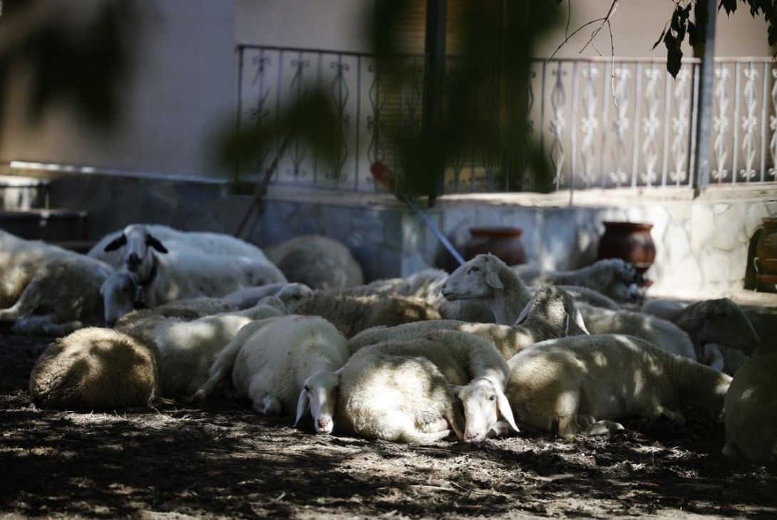 Αποκαρδιωτικές εικόνες από ζώα στην πλημμυρισμένη Θεσσαλία (ΦΩΤΟ+VIDEO)
