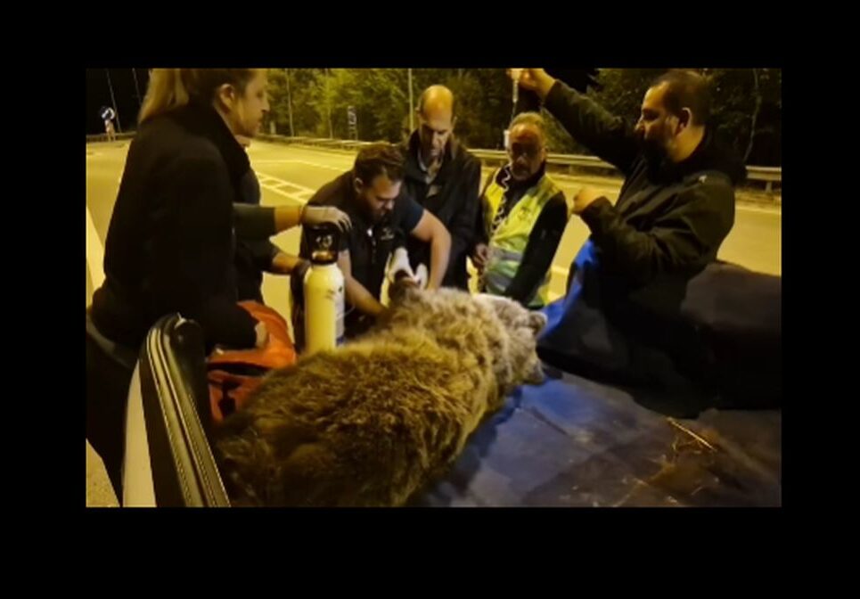 Αμάξι χτύπησε αρκούδα στην Κοζάνη – Ολονύχτια επιχείρηση διάσωσης (VIDEO)