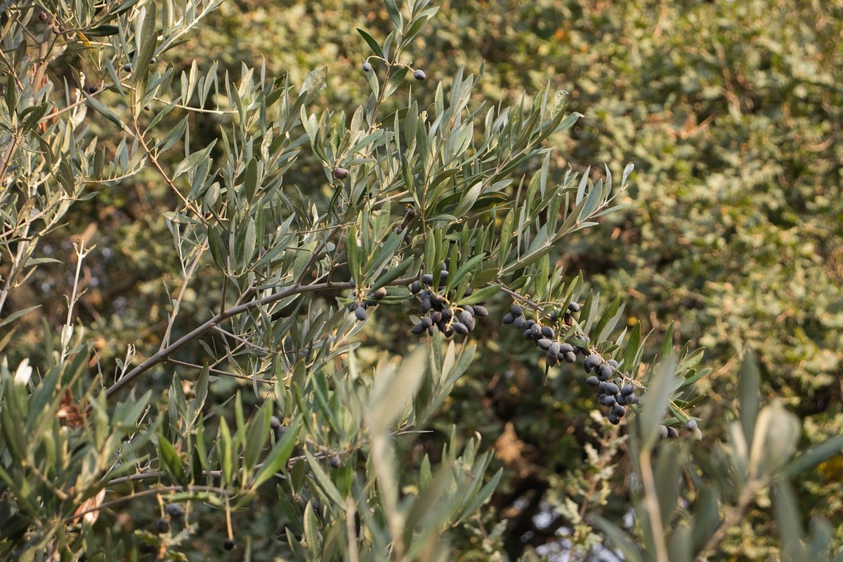 Καταστροφική η έλλειψη εργατών γης – Στα δέντρα έμεινε το 30% της ελιάς