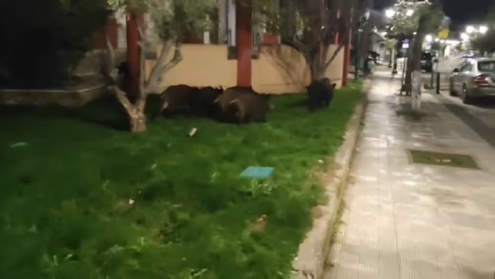 Θεσσαλονίκη: Αγριογούρουνα τριγυρίζουν την Πυλαία (VIDEO)