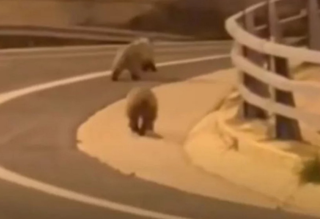 Αρκουδάκια… έκαναν βόλτα στην Εγνατία Οδό (VIDEO)