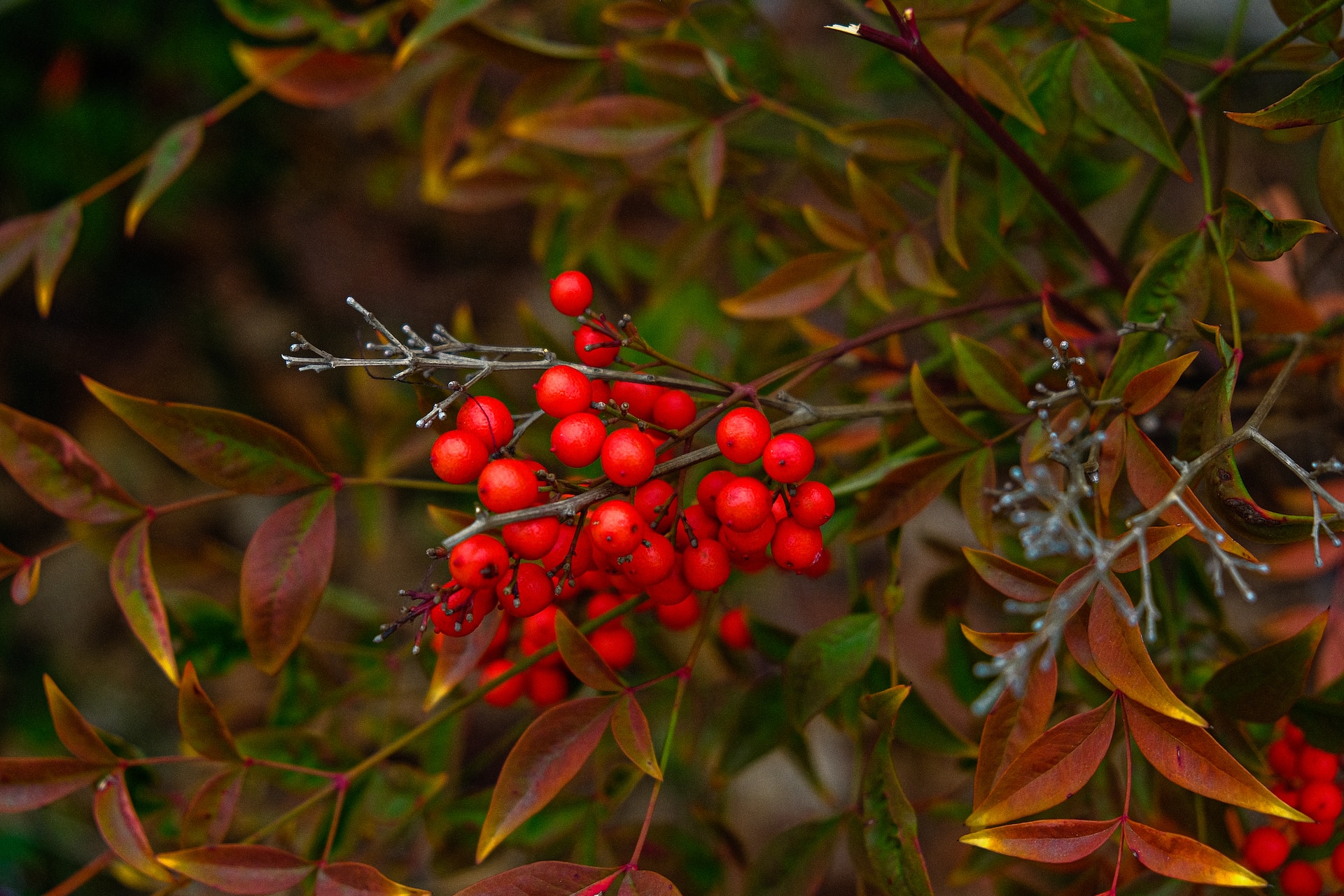 9+1 φυτά για χριστουγεννιάτικη διακόσμηση