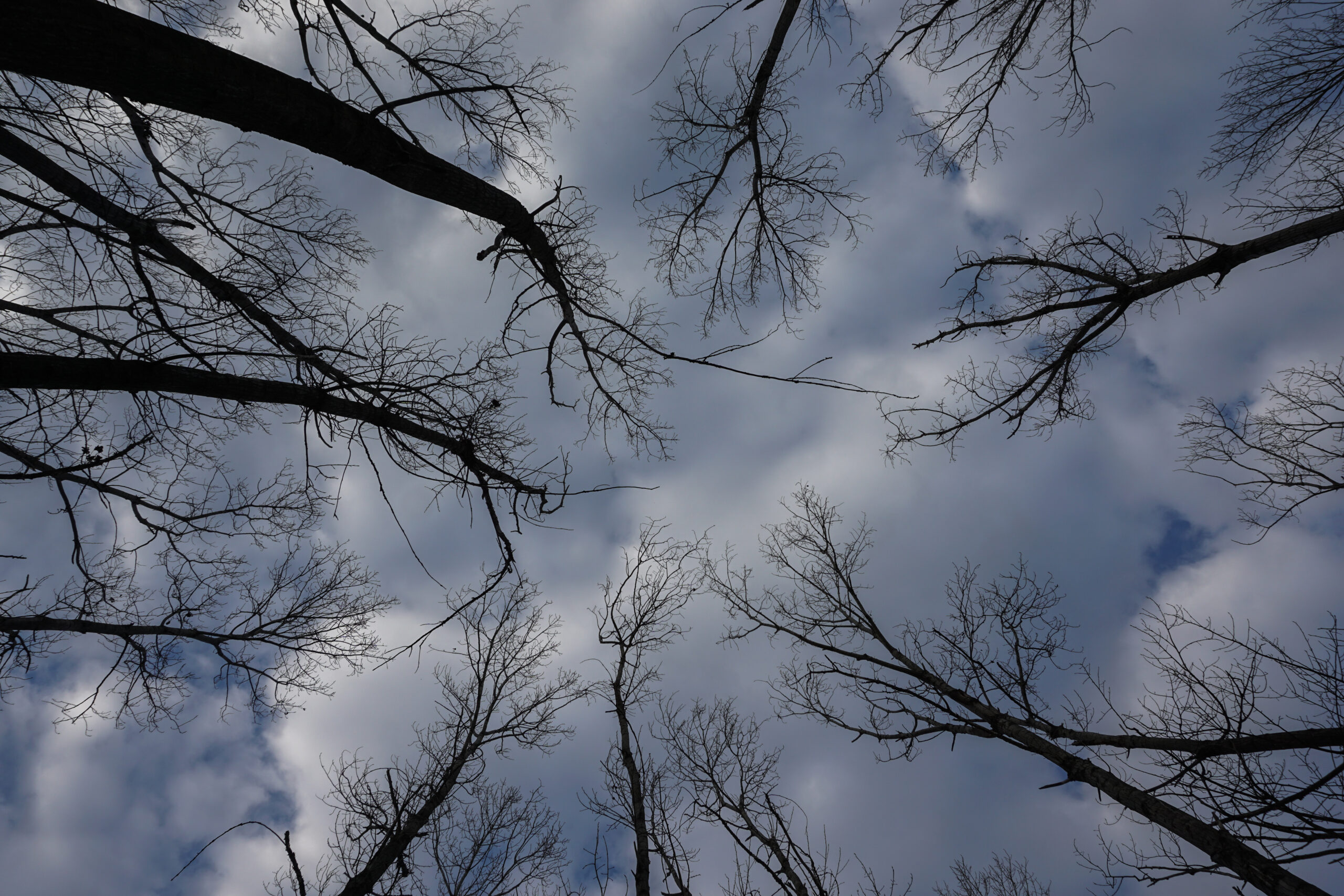 Θ. Κολυδάς: Τα Χριστούγεννα θα είναι «λευκά»