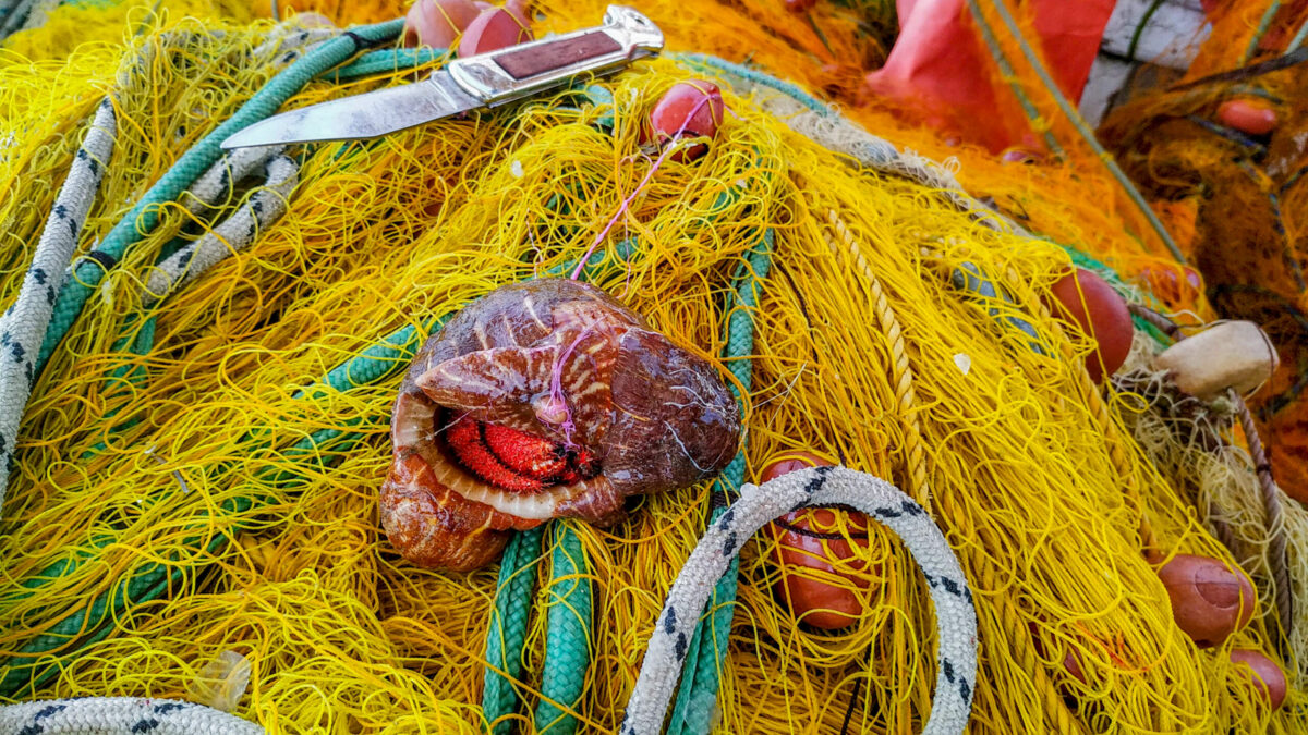 Έμμεσο θύμα των πλημμυρών στη Θεσσαλία η αλιεία – ««Δεν αγοράζει ο κόσμος ψάρια», λένε οι ιχθυέμποροι