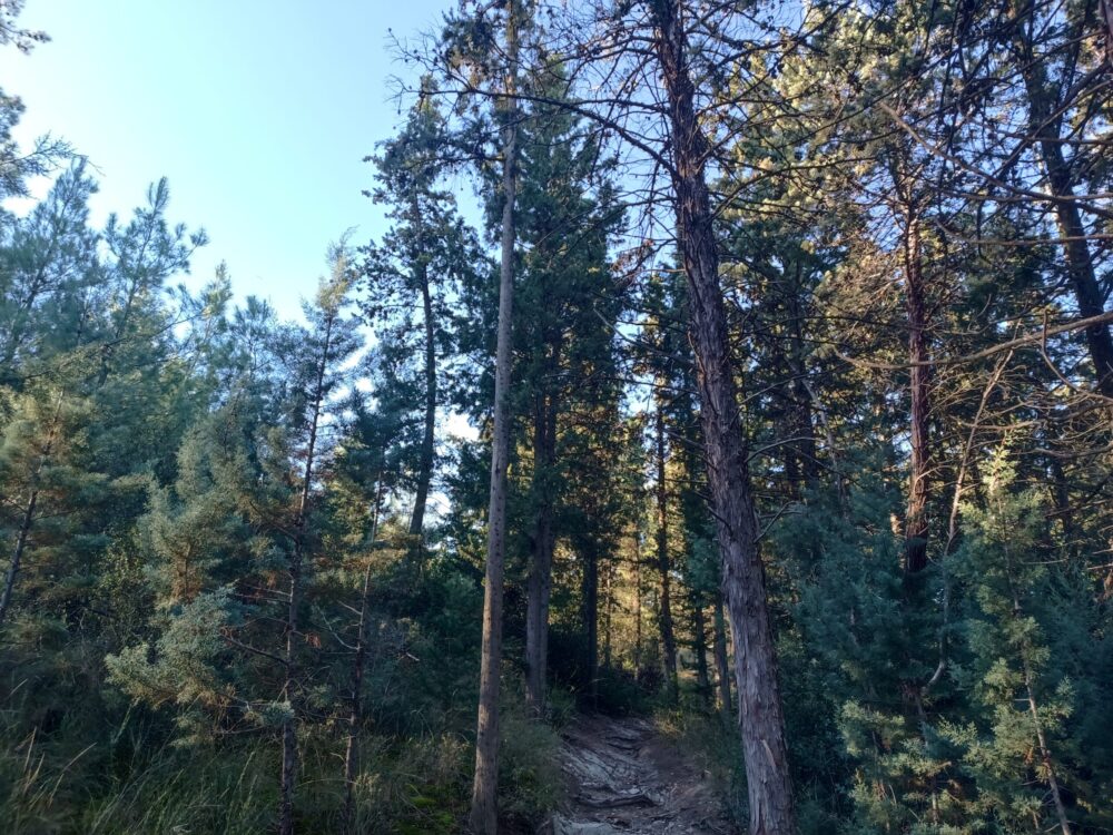 Διαμαρτυρία για το FlyOver – Να μην κοπούν δέντρα στο Σέιχ Σου ζητούν οι κάτοικοι
