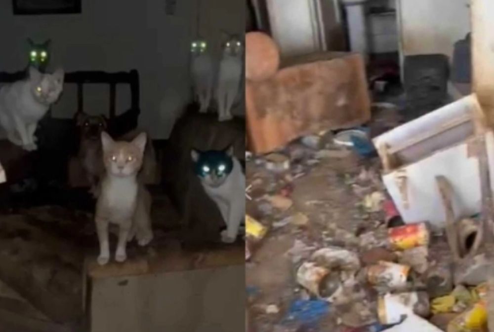 Κλείδωναν σκυλιά και γάτες σε σπίτι στο Αγρίνιο – Τα άφηναν εκεί να πεθάνουν (ΣΚΛΗΡΟ ΒΙΝΤΕΟ)