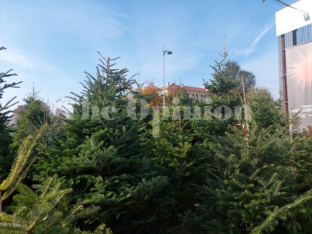 Έλατα Ταξιάρχη: Σε ποιες τιμές θα «κινηθούν«» φέτος τα Χριστουγεννιάτικα δέντρα