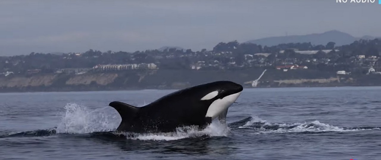 Αυστραλία: Ανακαλύφθηκε μια προϊστορική φάλαινα