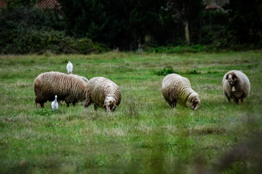 Ευλογιά αιγοπροβάτων: Εντείνονται τα μέτρα – Δεν επιβάλλεται lockdown
