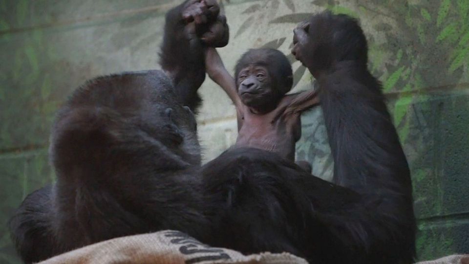 Γοριλάκι επικίνδυνα απειλούμενου είδους γεννήθηκε στο Λονδίνο (VIDEO)
