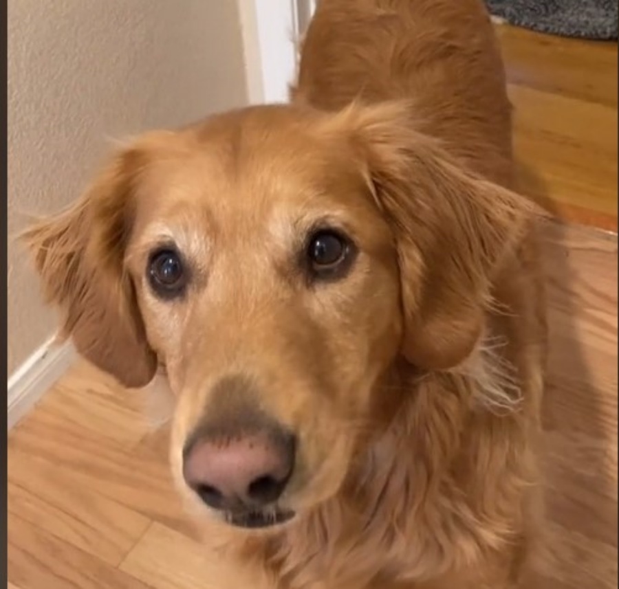 Απίστευτος σκύλος μιμείται επιδέξια άλλα ζώα και γίνεται viral (VIDEO)