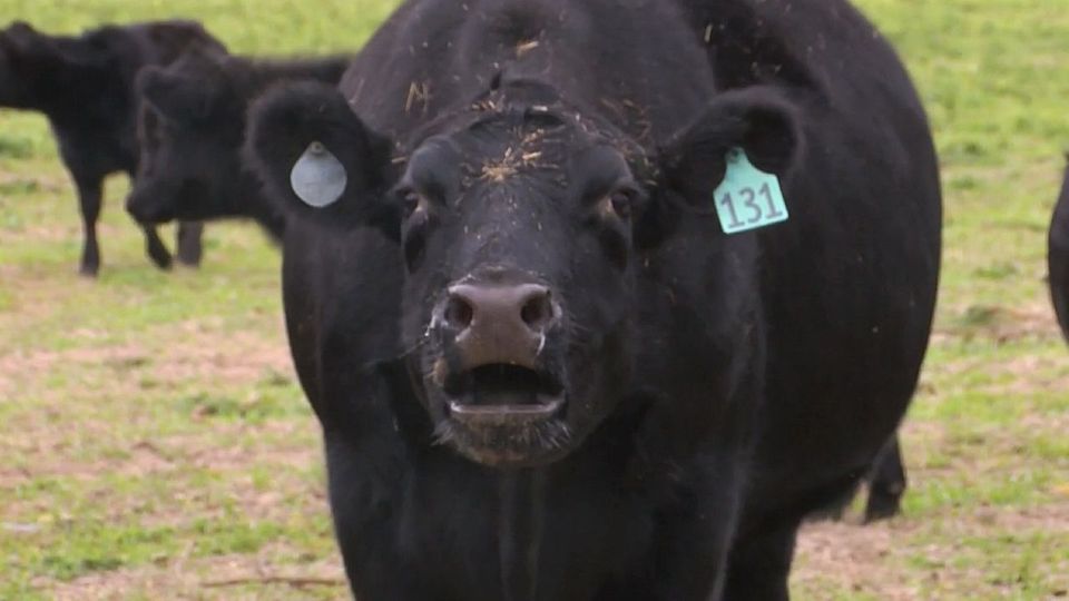 Ταύρος ενδέχεται να… μεταφέρθηκε από ισχυρή καταιγίδα (VIDEO)