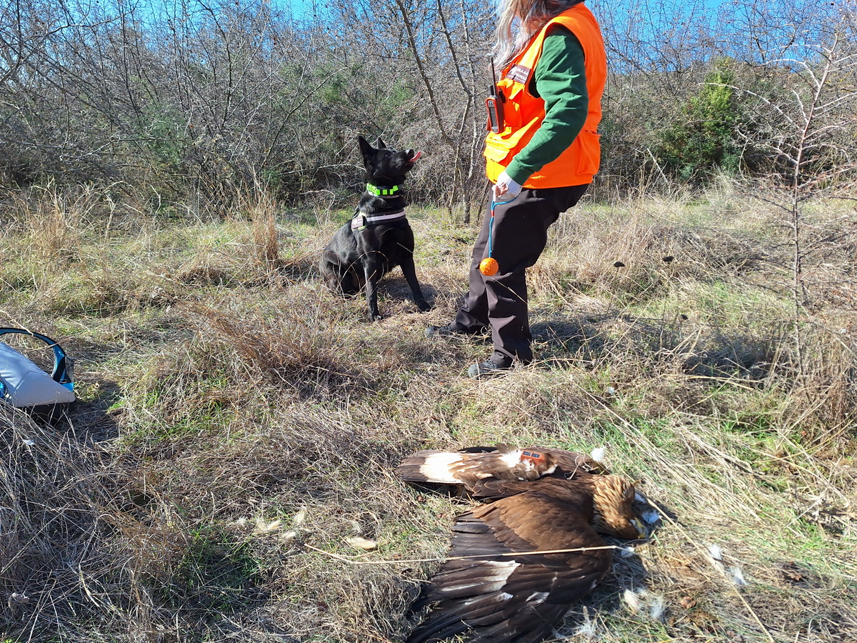 Απειλούμενα είδη θύματα των δηλητηριασμένων δολωμάτων – Η βιολόγος του ΟΦΥΠΕΚΑ Σύλβια Ζακκάκ στον FLASH (audio)