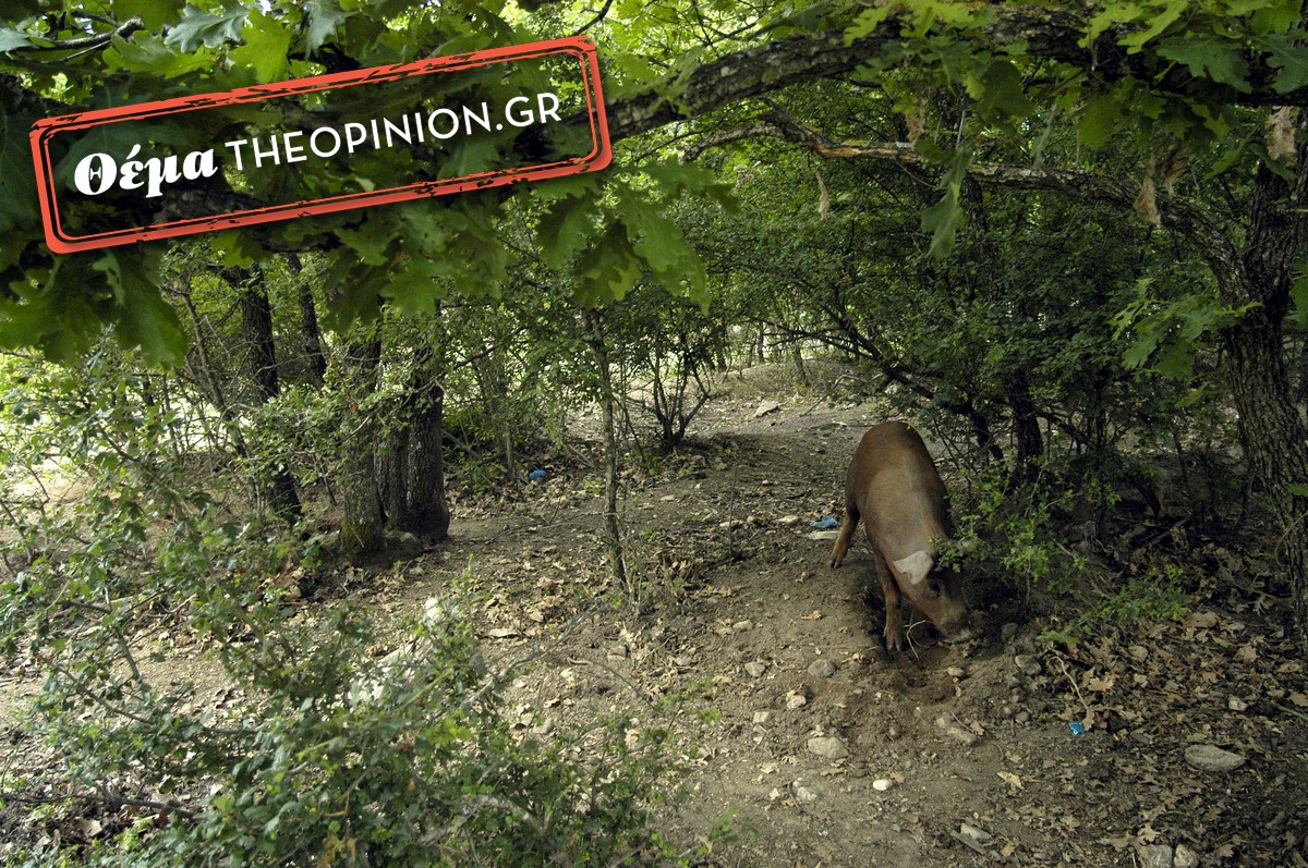 Ο μαύρος χοίρος Χαλκιδικής ένα βήμα πριν το σήμα ΠΟΠ