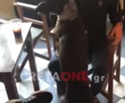 Σκύλος – στρατιώτης «βαράει προσοχή» στο σάλπισμα για έπαρση σημαίας (VIDEO)