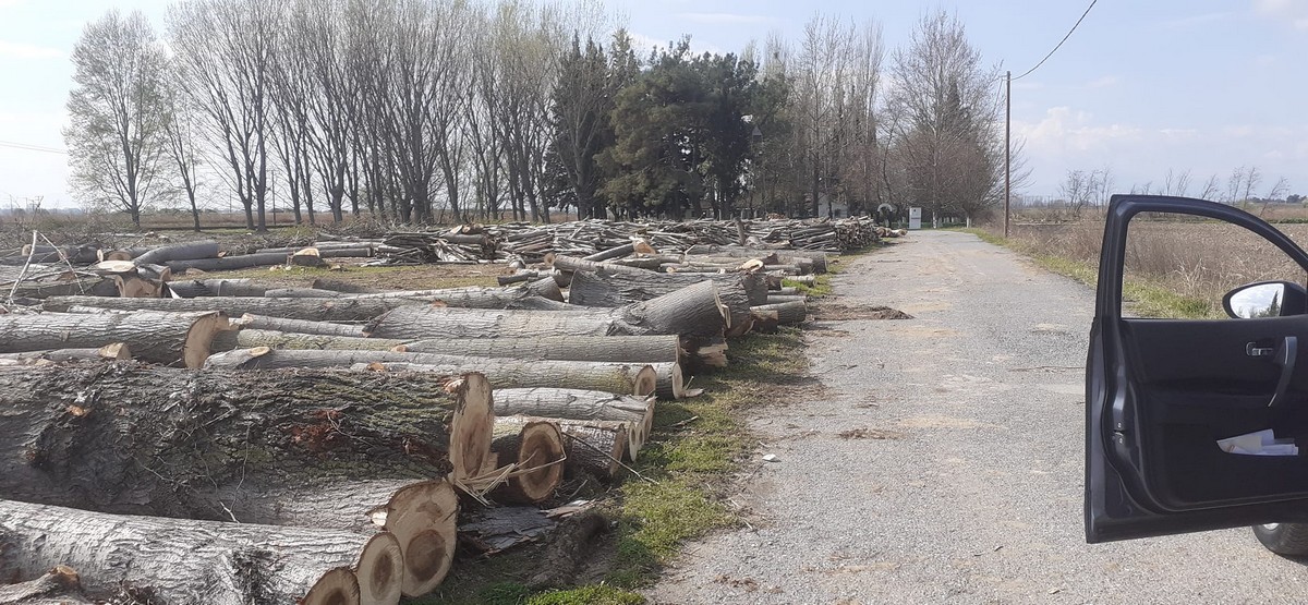 Δήμος Χαλκηδόνας: Διαμαρτυρίες για την κοπή δέντρων στην Αγία Παρασκευή