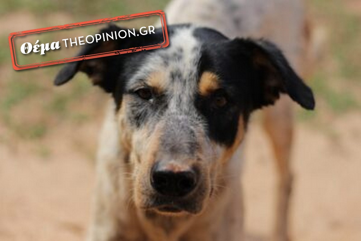 Σε αναζήτηση χώρου για Δημοτικό Κτηνιατρείο ο δήμος Θεσσαλονίκης