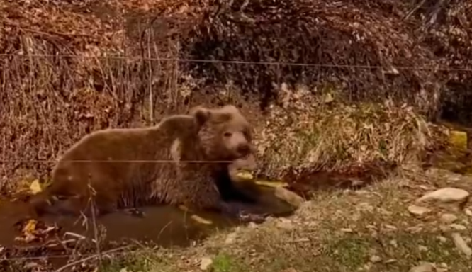Αρκούδα δροσίζεται εν μέσω του… ανοιξιάτικου καύσωνα (VIDEO)