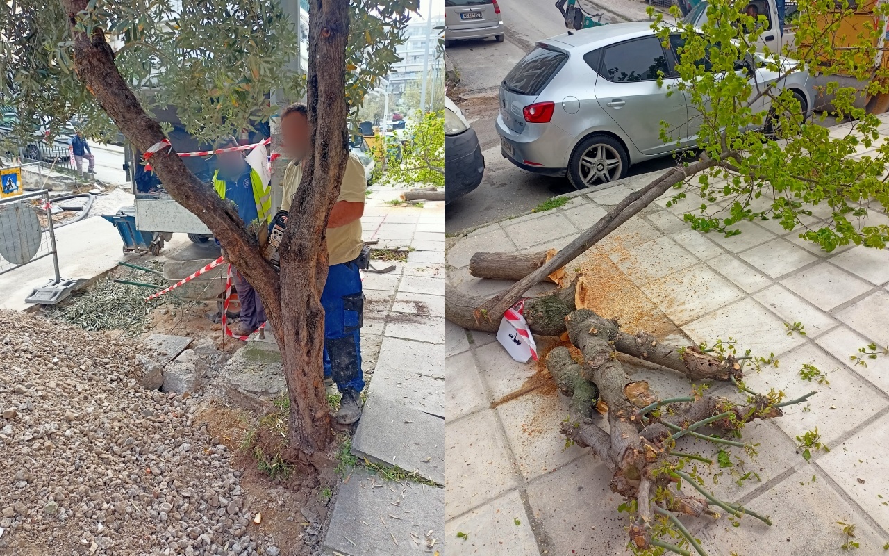 Οικολογία-Αλληλεγγύη: Καταγγέλλει κοπές υγιών δένδρων στον δήμο Νεάπολης-Συκεών