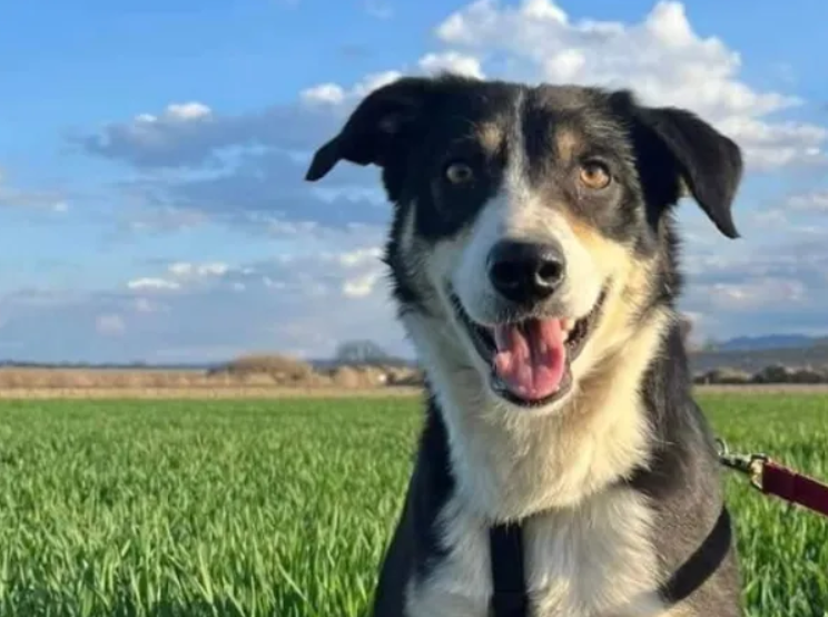 «Food Truck Festival»: Πίνεις μπύρα και δίνεις αγάπη στα αδέσποτα!