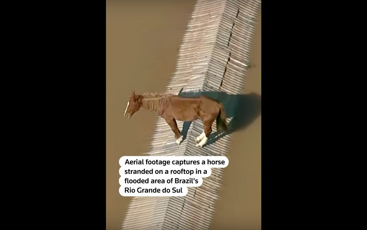 Άλογο βρισκόταν για δύο ημέρες σε στέγη λόγω των πλημμυρών (VIDEO)
