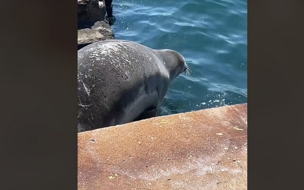 Φώκια… λιαζόταν στη Νέα Παραλία Θεσσαλονίκης (VIDEO)