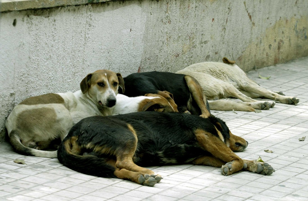 «Εκτός θέματος ο Τρεμόπουλος για τα αδέσποτα» – Τι δηλώνει αντιδήμαρχος στο TheOpinion