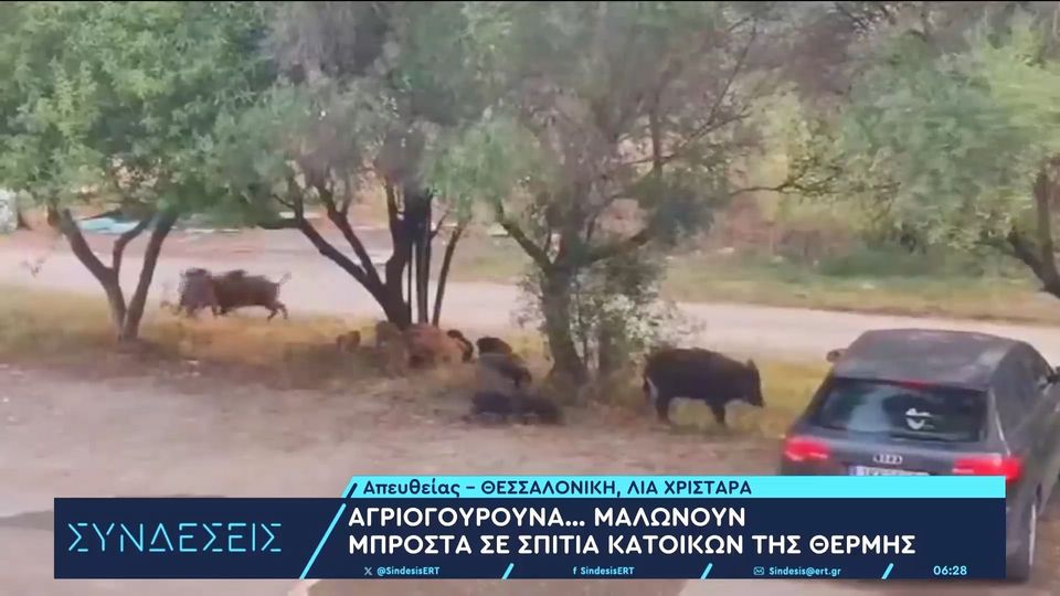 Αγριογούρουνα «κόβουν βόλτες» σε Θέρμη- Πανόραμα (VIDEO)