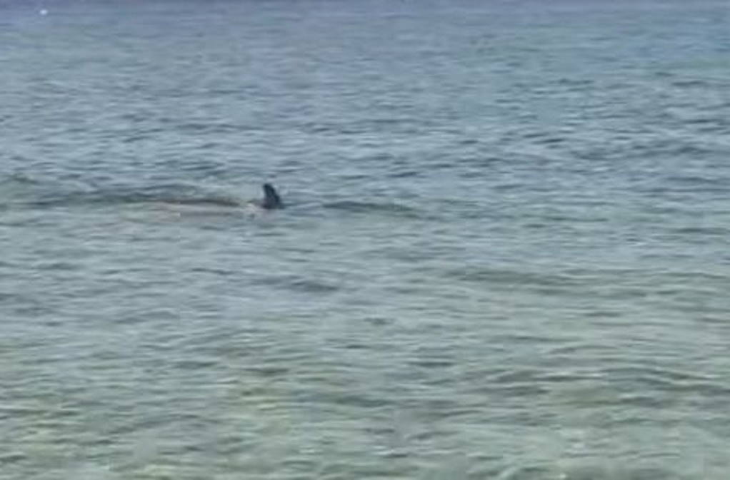 Καβάλα: Δελφίνι έκανε βόλτες στη Νέα Πέραμο (VIDEO)