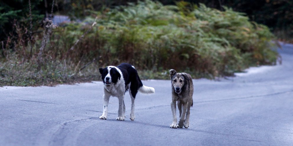Κρήτη: Χειροπέδες σε 62χρονη “ιδιοκτήτρια” παράνομου κυνοκομείου – Βρέθηκαν 66 σκυλιά στο σπίτι της