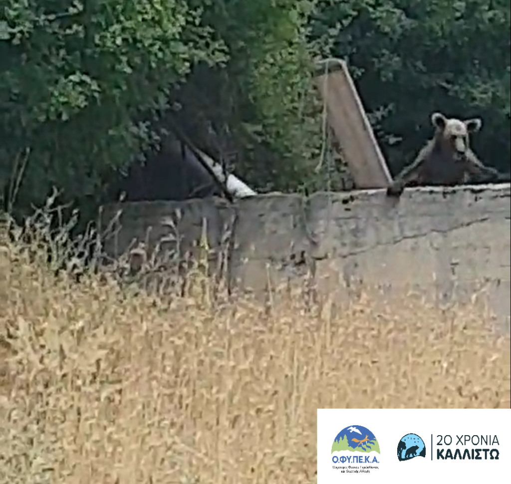 Περιπέτεια για αρκούδα που εγκλωβίστηκε σε δεξαμενή – Πως σώθηκε (ΦΩΤΟ)