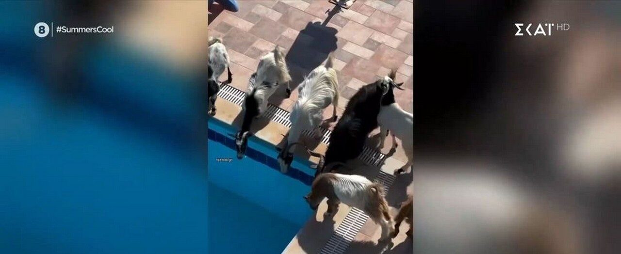 Κατσίκες μπήκαν σε πισίνα σπιτιού για να… ξεδιψάσουν (VIDEO)