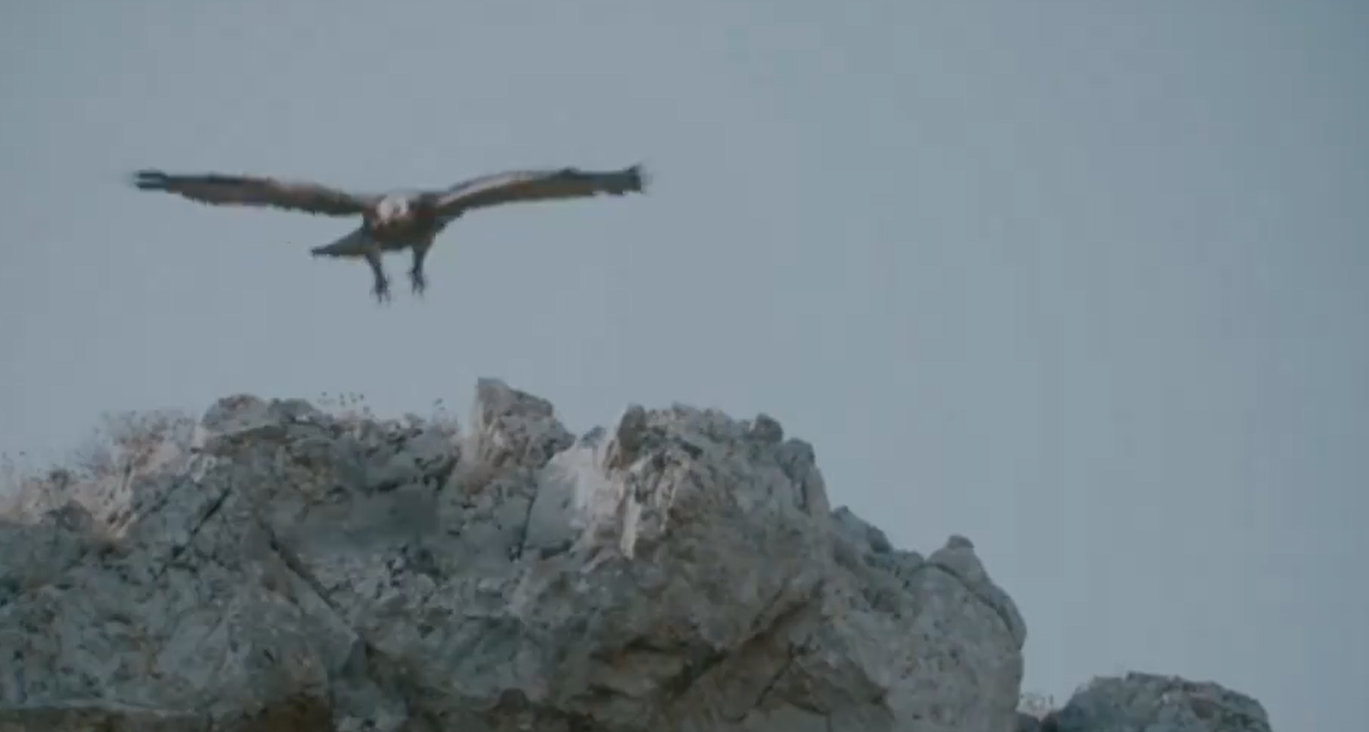 Σασμός: Ο Μαθιός μεταμορφώθηκε σε αετό και το Twitter έμεινε άφωνο  (VIDEO)