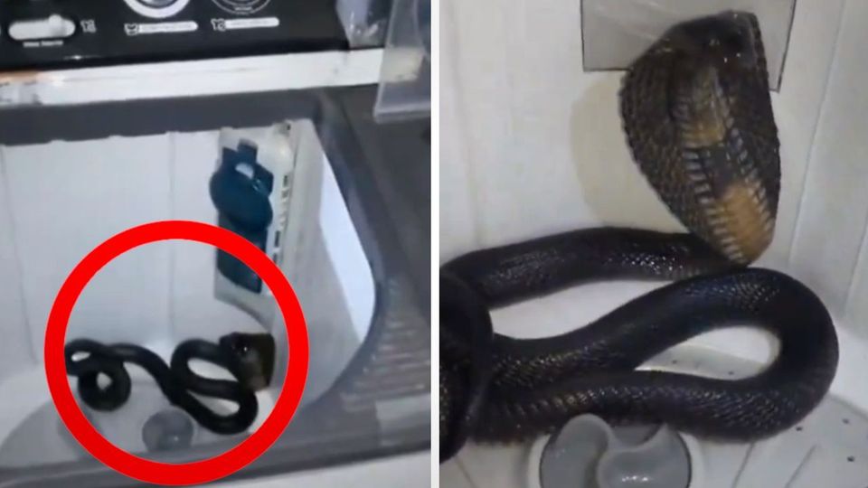Βρήκαν δηλητηριώδη κόμπρα στο… πλυντήριο τους (VIDEO)
